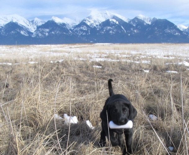 puppy_retrieve.jpg puppy_retrieve.jpg