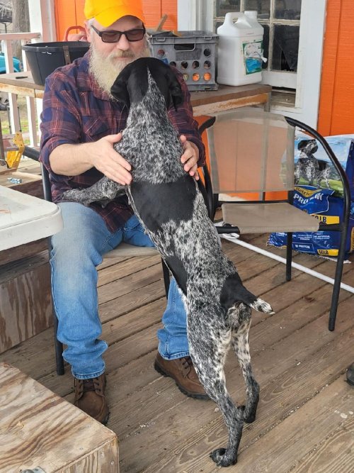 Dog.jpg Dog.jpg