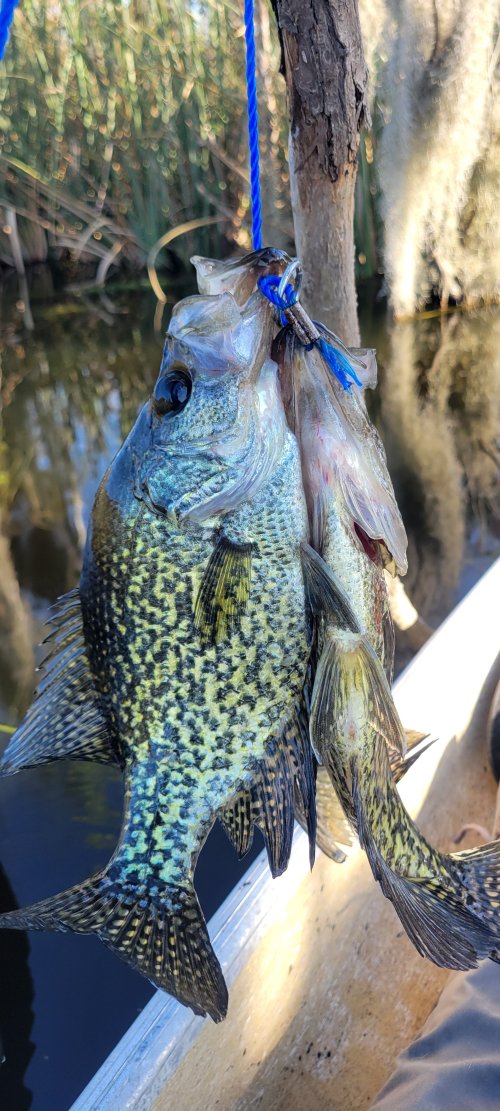 Specks, you call em crappie