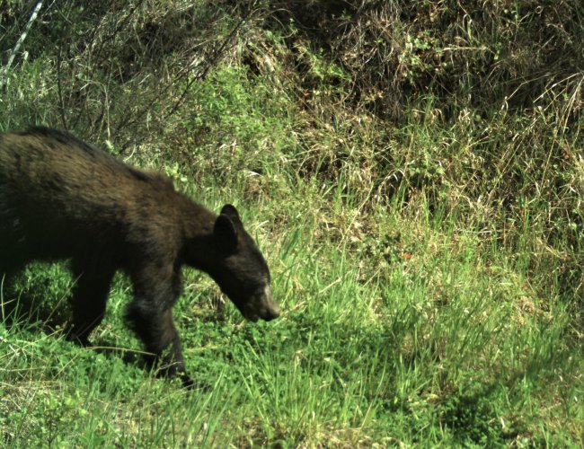 BLACK BEAR 2.JPG