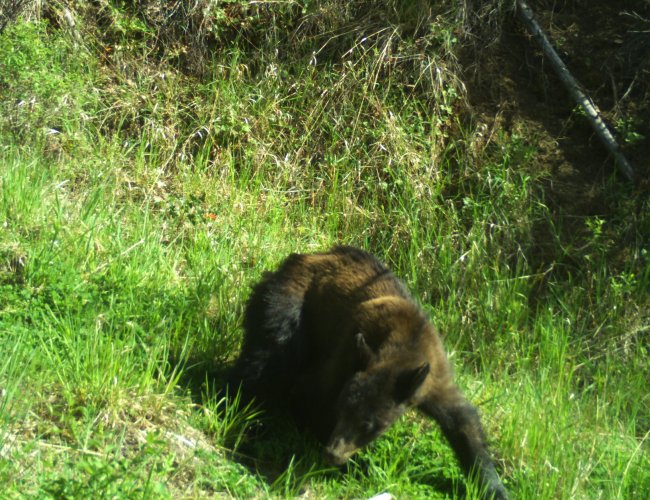 BLACK BEAR 6.JPG