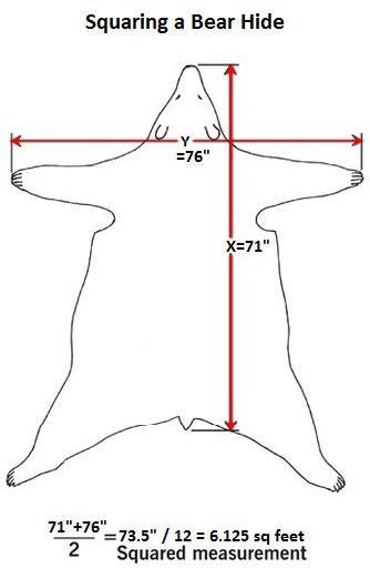 Measure a Bear Hide.jpg