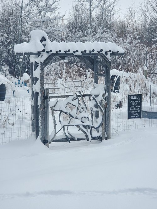 Garden Gate 2-27-24.jpg Garden Gate 2-27-24.jpg