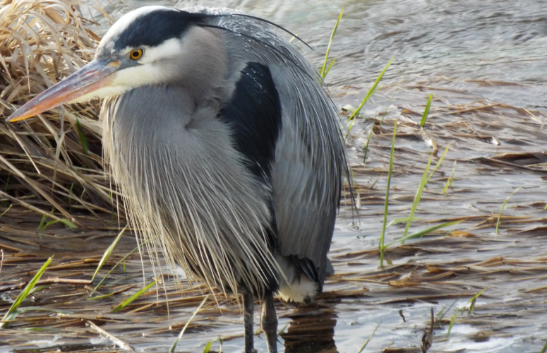 GreatBlueHeron.png