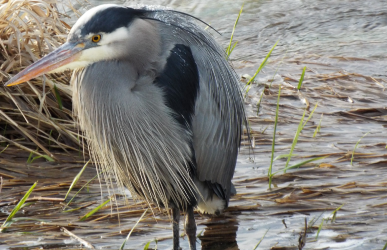 GreatBlueHeron.png GreatBlueHeron.png