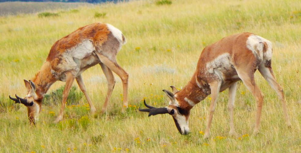 pronghorn heads down s park.JPG