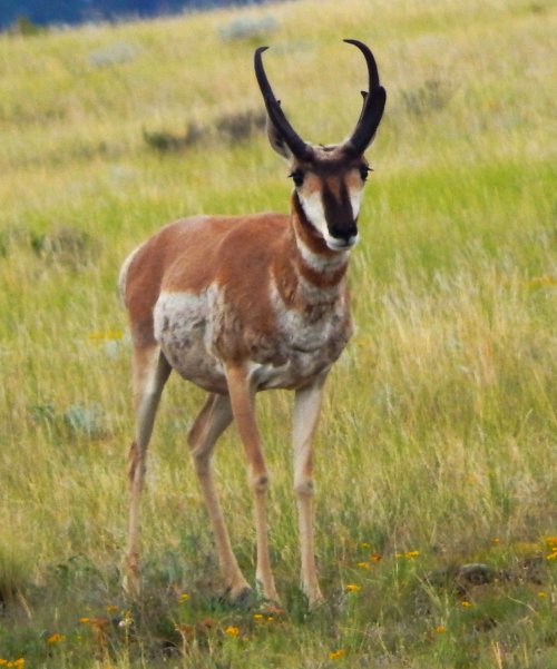 pronghorn big rack s park.JPG