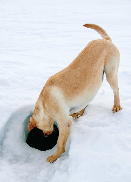 seal_labrador.jpg