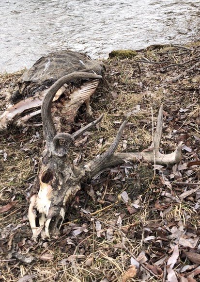 dead head.jpeg