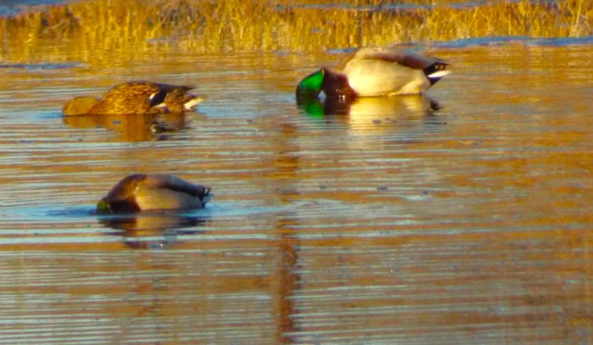 Mallards.JPG Mallards.JPG