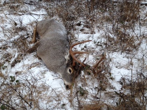 2014 deer.jpg