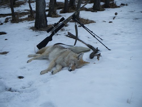 yotes 2013 011.JPG