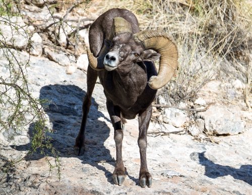 Hunt - Desert sheep 2014 Unit 22 Bob Downing 1.jpg