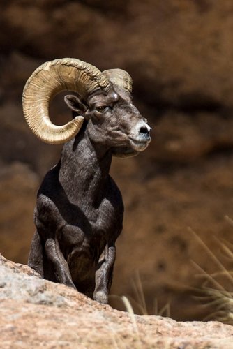 Hunt - Desert sheep 2014 Unit 22 Bob Downing 2.jpg