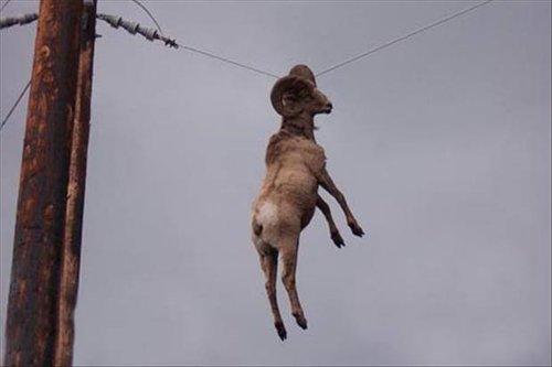 ram on a wire.jpg