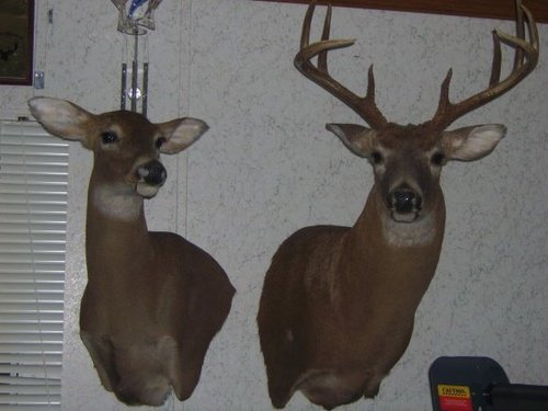 big deer.JPG