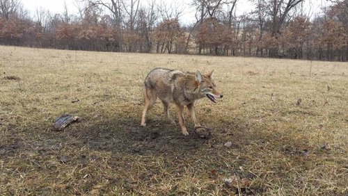 yote ryans.jpg