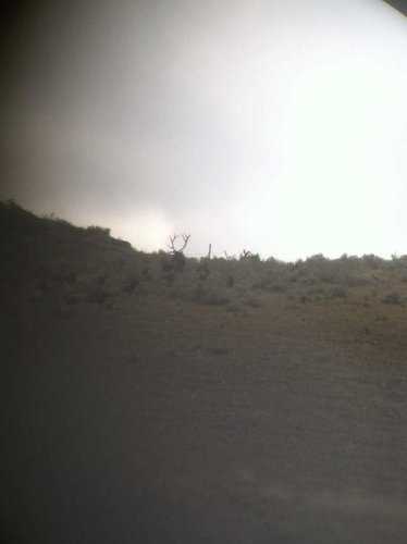 Elk 2013 Season.jpg