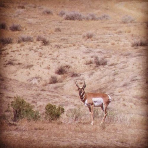 WY Antelope 2013.jpg