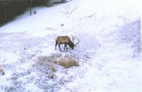 Elk Shed 1.jpg