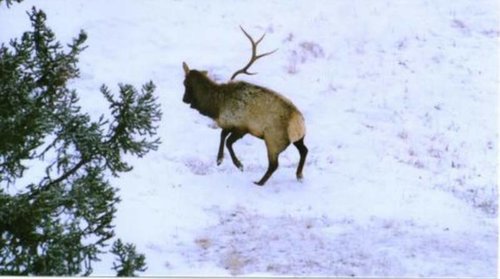 Elk Shed 2.jpg