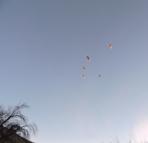 HT last day swans jan 2015.jpg HT last day swans jan 2015.jpg