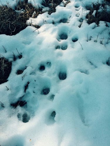 DeerTracks.jpg DeerTracks.jpg