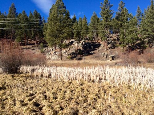 Wetlandstoforest.jpg Wetlandstoforest.jpg