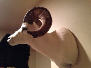 sheep:wall.jpg sheep:wall.jpg