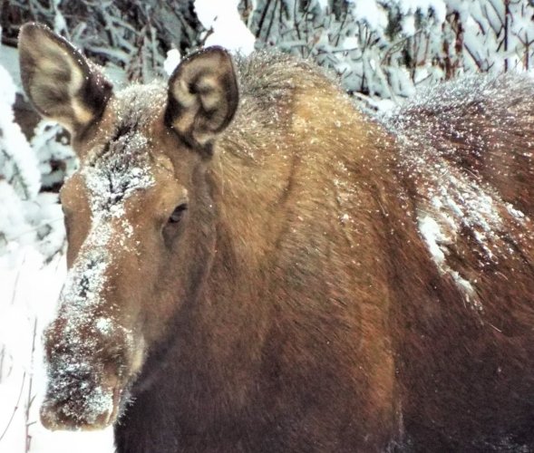 Moose.jpg Moose.jpg