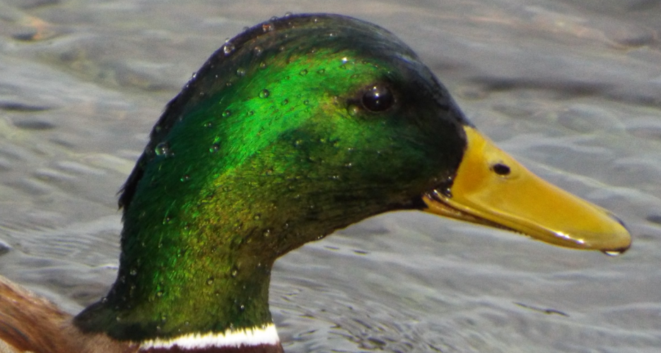 greenhead.png greenhead.png