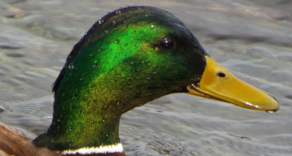 greenhead.png