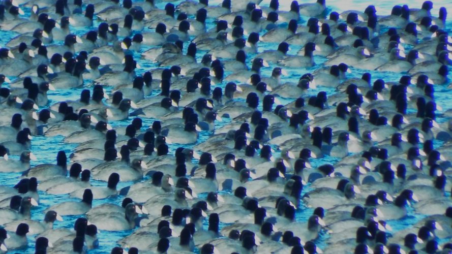 COOTS1.JPG COOTS1.JPG