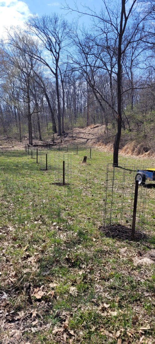 chestnut_planting.jpg chestnut_planting.jpg