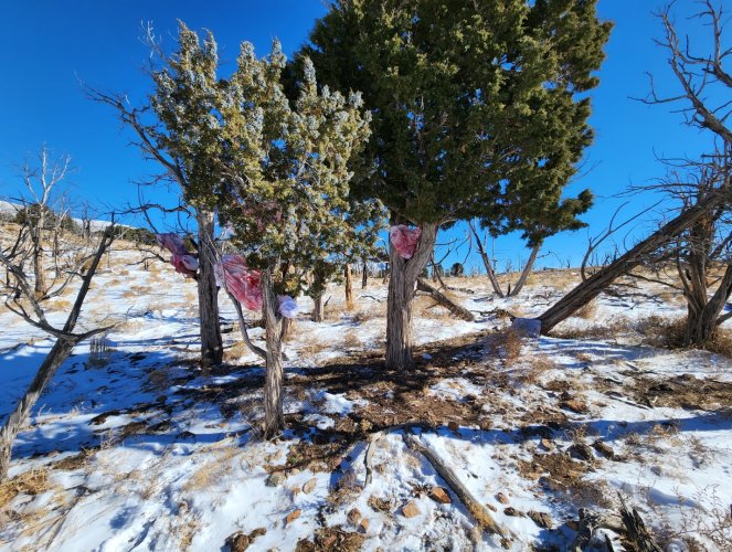 Screenshot_20240331_231556_Gallery.jpg Screenshot_20240331_231556_Gallery.jpg