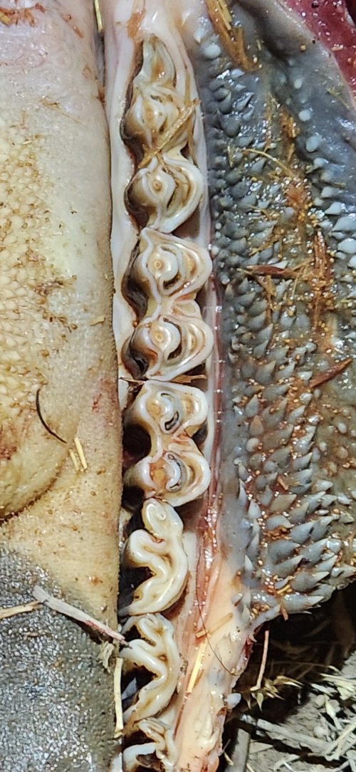 Screenshot_20240402_233742_Gallery.jpg Screenshot_20240402_233742_Gallery.jpg