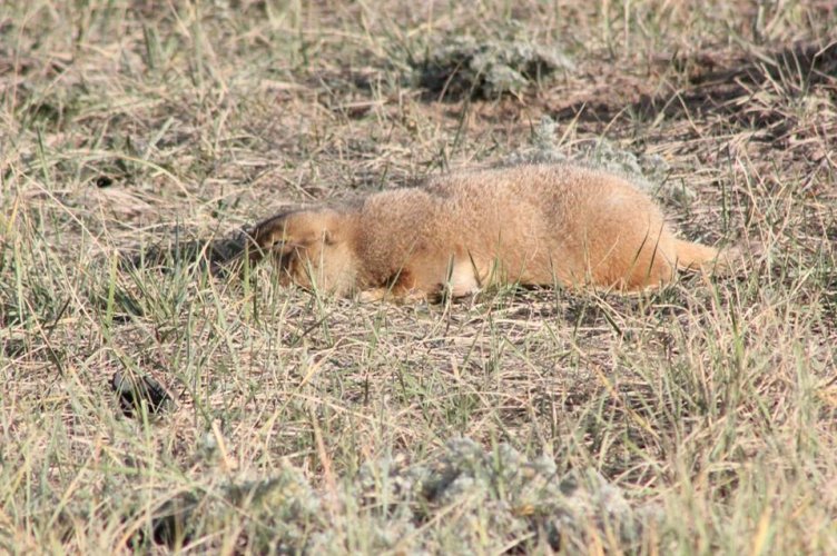 dead-prairie-dog.jpg