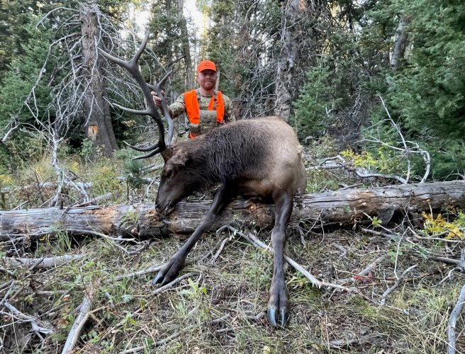 Colorado Elk.jpg