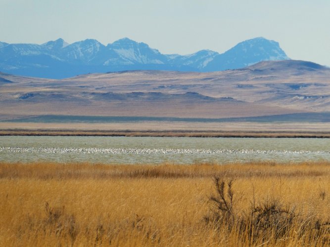 P1110117 snow geese (1).JPG