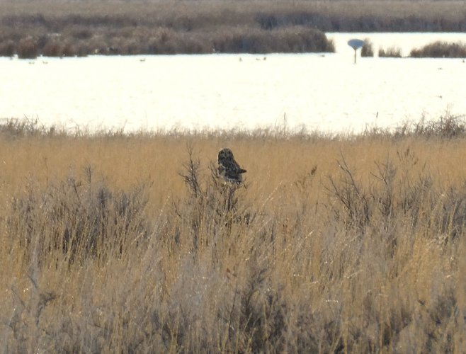 P1110122b short-eared owl (2).JPG