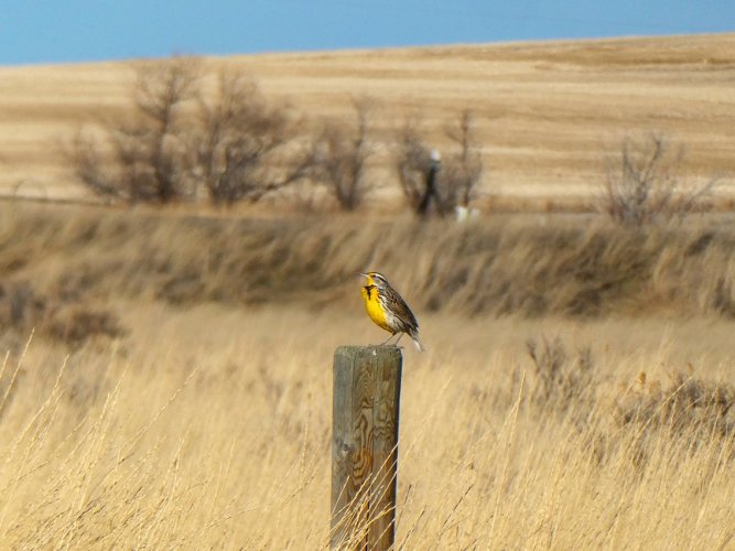 P1110118 meadow lark (1).JPG