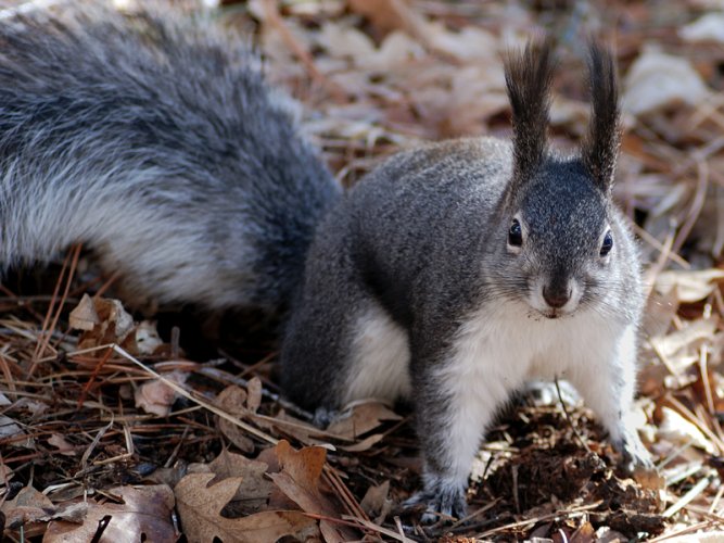 abertssquirrel.jpg