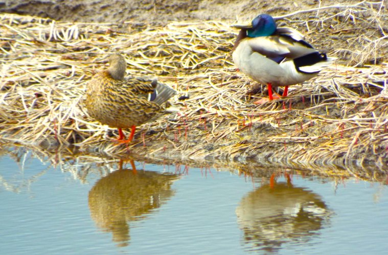 MallardsPreening.JPG MallardsPreening.JPG