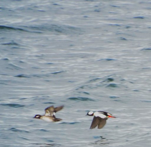 buffleheads.JPG