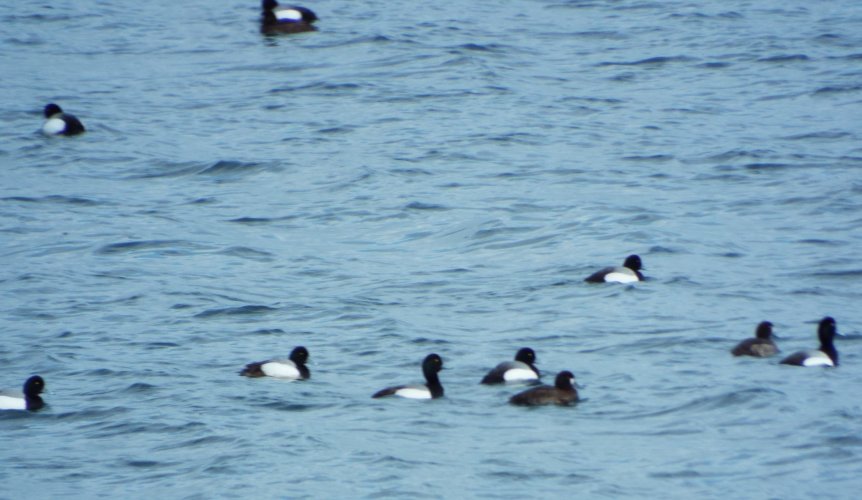 Scaup.JPG