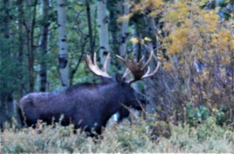 bull moose thrashing willows 9.14.23.JPG