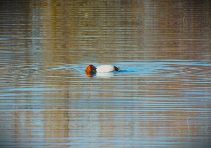 CanvasbackPreening.JPG CanvasbackPreening.JPG