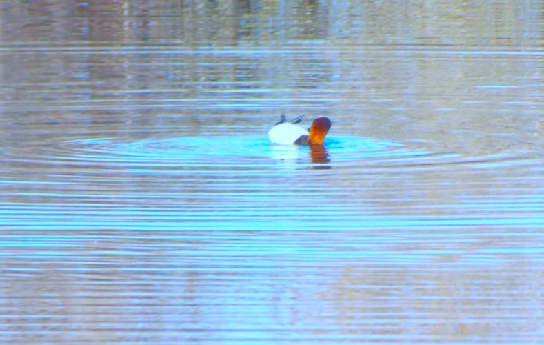 PreeningCanvasback2.JPG