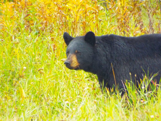 alcan_blackbear.JPG alcan_blackbear.JPG