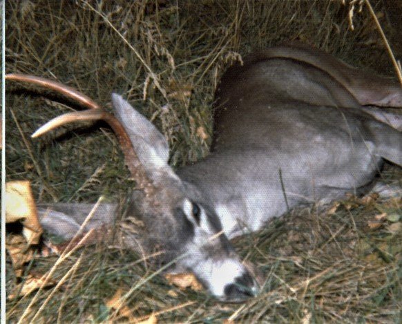 THIRD DEER.jpg